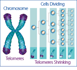 Chromosomes-Telomeres